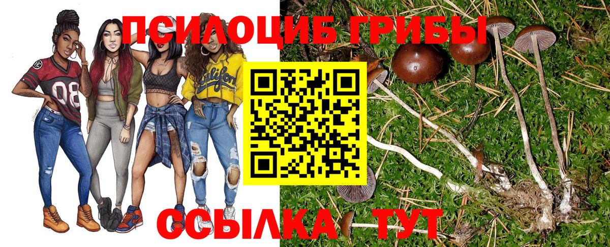 Псилоцибиновые грибы Cubensis Тайшет